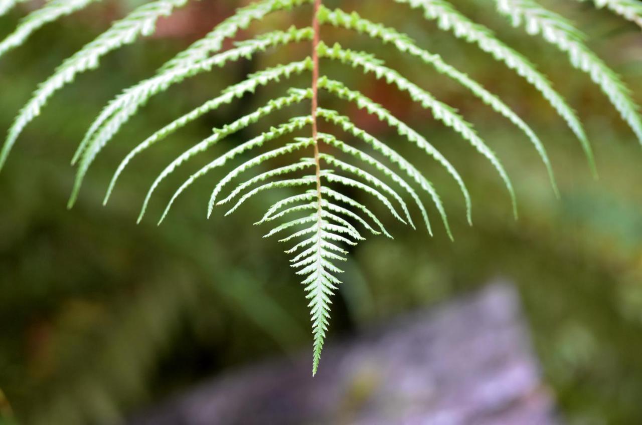 Rainforest Deluxe Franz Josef Extérieur photo