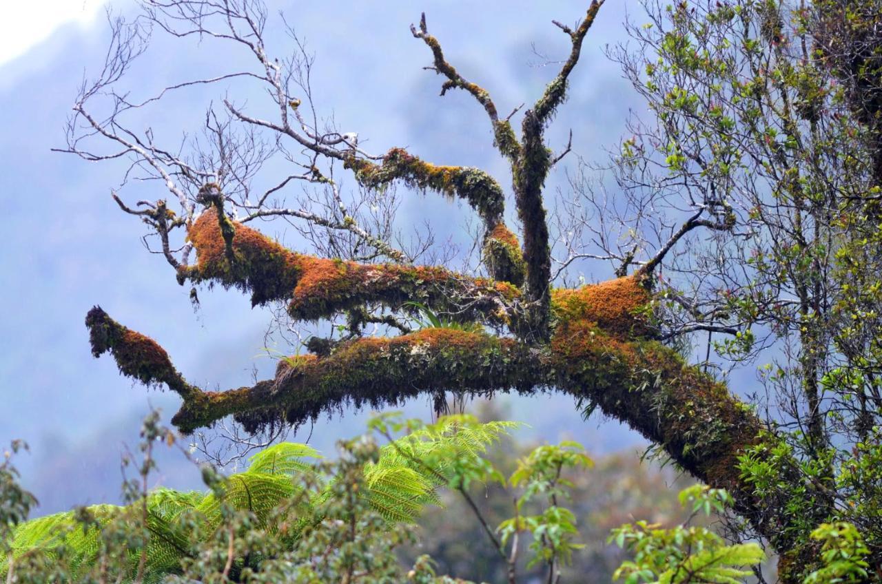 Rainforest Deluxe Franz Josef Extérieur photo